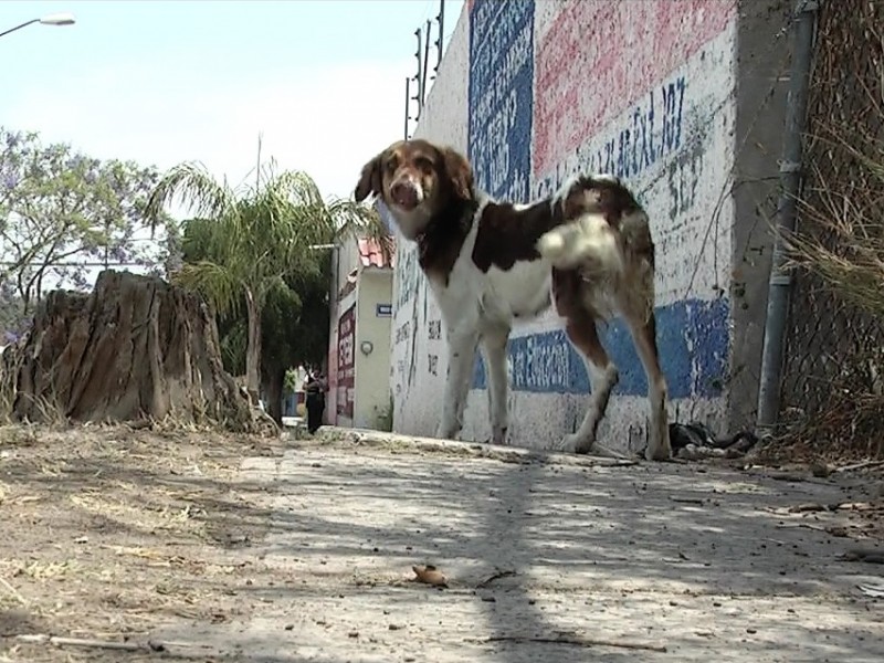 Concluida primera etapa de albergue para animales