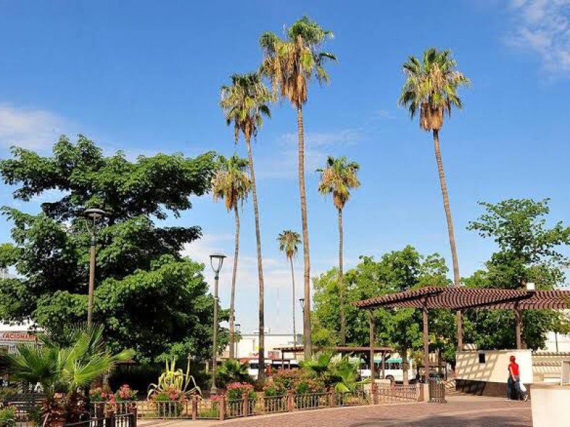 Concluirá censo de árboles en Hermosillo este año