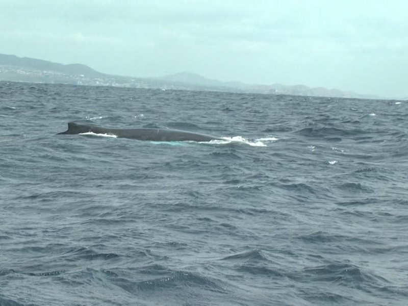 Concluye con éxito temporada de avistamiento de ballenas