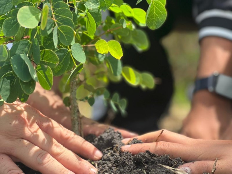 Concluye exitosa temporada de reforestación con casi mil árboles plantados