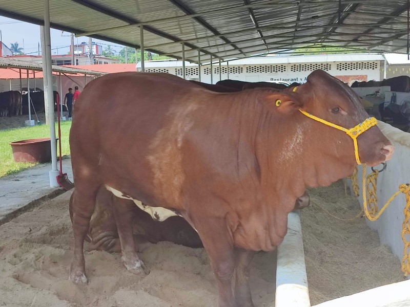 Concluye Expo Feria Ganadera con altas ventas