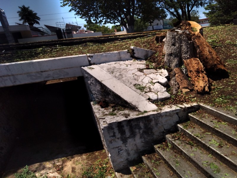 Concluyen trabajos preventivos en zona arbolada de la Calzada Zamora