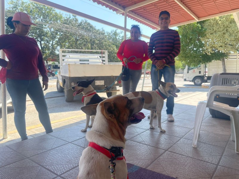 Concretan primera etapa de esterilización de perros y gatos en Salina Cruz