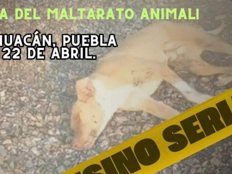 Condena asociación asesinato de 5 perritos, dan acompañamiento