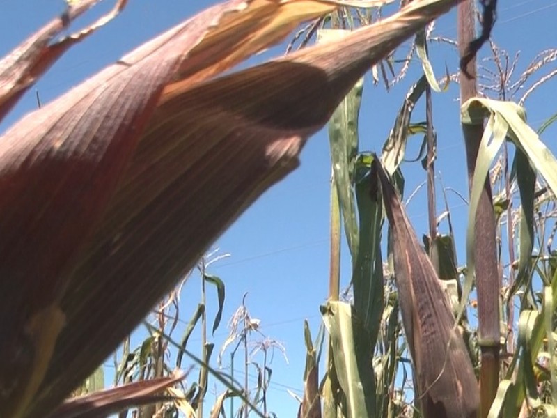 Condiciones climáticas afectaron cosechas de maíz