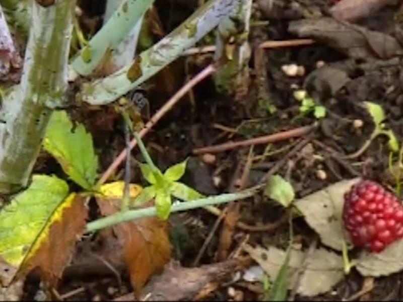 Condiciones climatológicas afectan cultivos