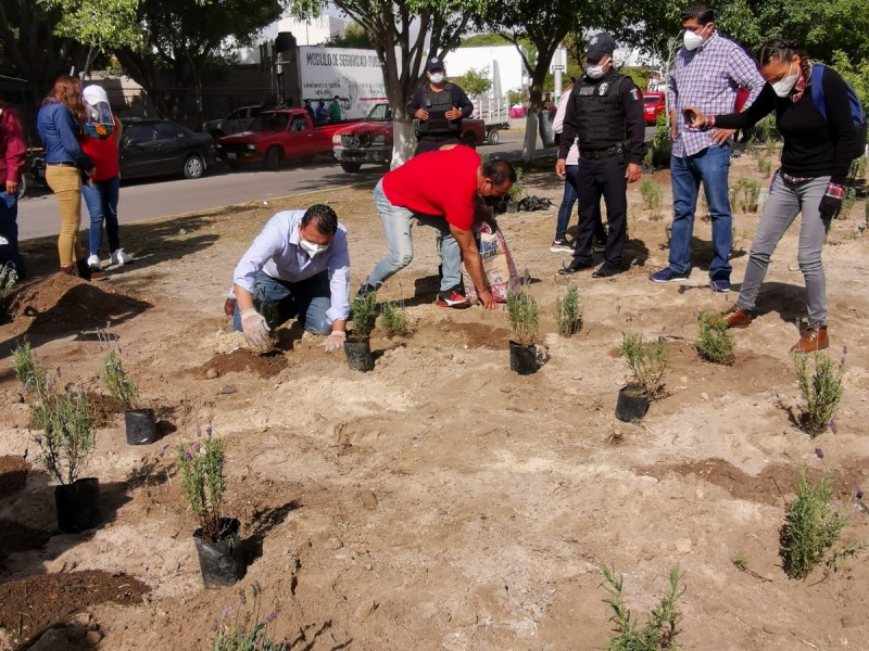 Confían en citronela y lavanda para atacar el dengue