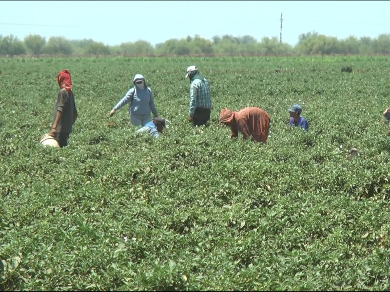 Confianza en lluvias impulsa siembra hortícola en el valle del mayo