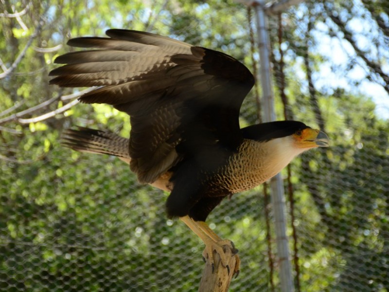 Confinamiento benéfico para animales del zoológico