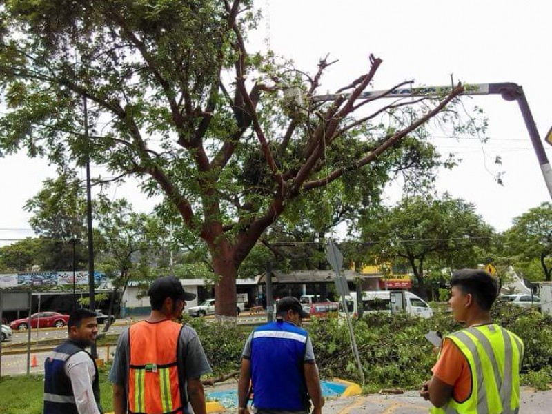 Confirma Ecología que poda de árboles fue excesiva