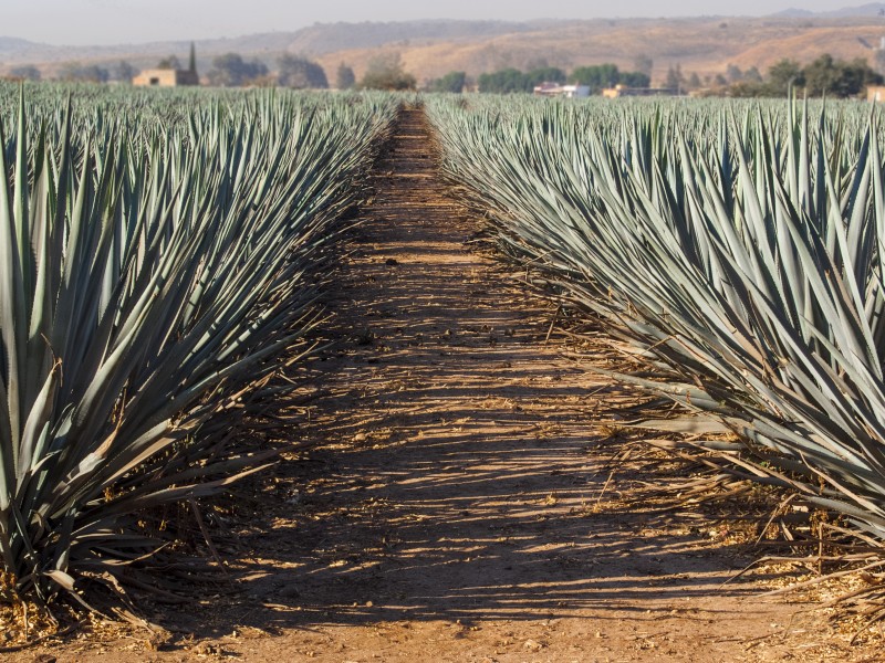 Confirma Gobierno estatal nuevo impuesto para productores de agave