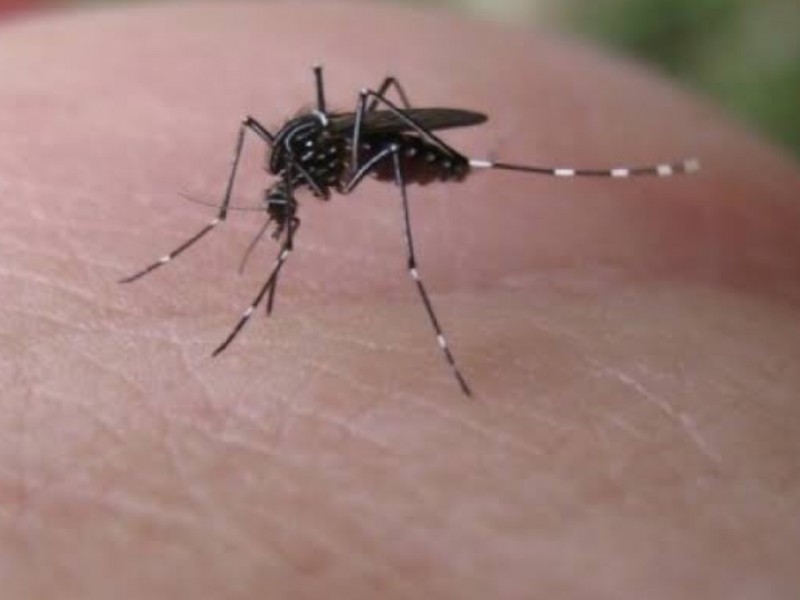 Confirman 5 casos de dengue en Ahome