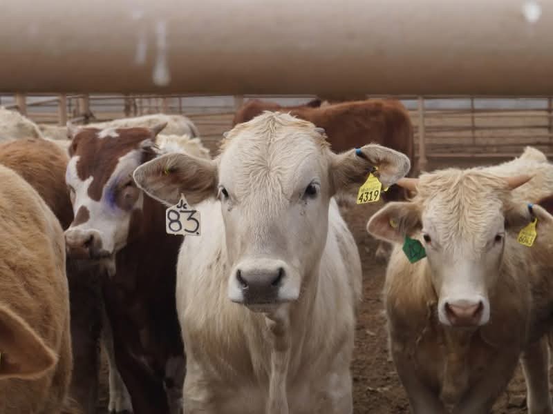 Confirman casos sospechosos de gusano barrenador en Zongolica