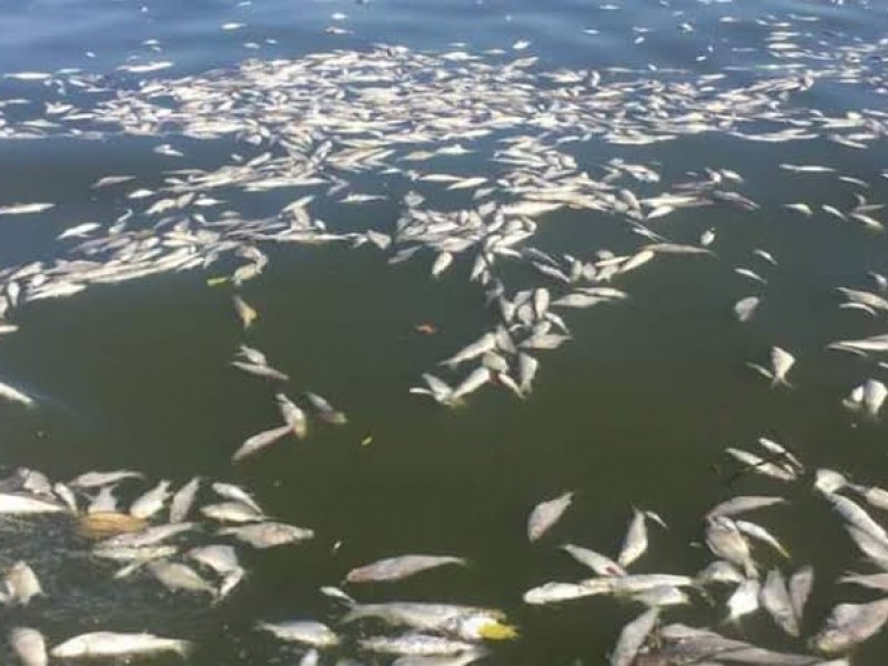 Confirman causa de muertes de peces en Tecuala