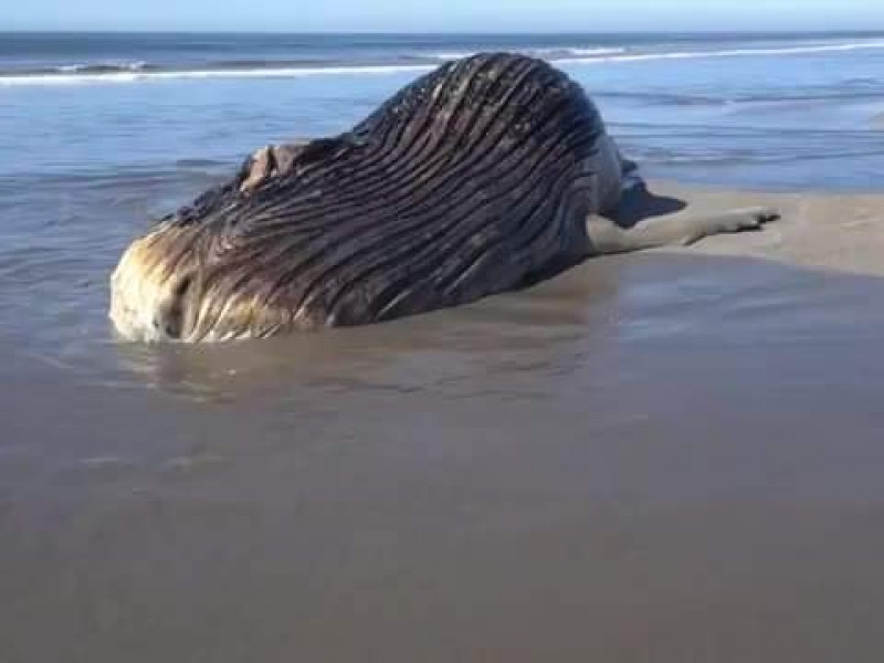 Confirman el cadáver de una ballena en Isla Macapule