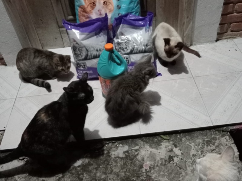 Confirman fecha para el “Gato ton” en Tuxpan