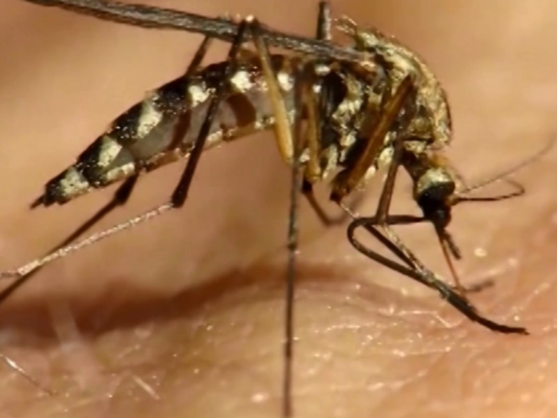 Confirman más de 211 casos de dengue