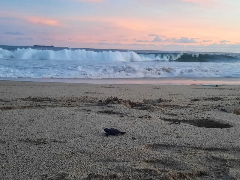 Confirman mil tortugas golfinas liberadas en Salina Cruz