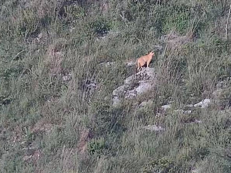 Confirman presencia de felino salvaje en inmediaciones de Chilpancingo