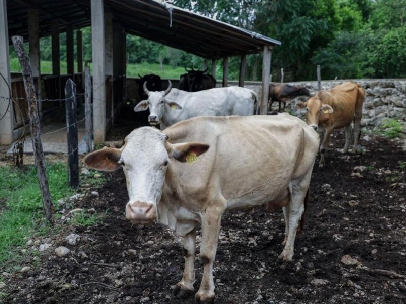 Confirman primer caso de gustano barrenador en Yucatán