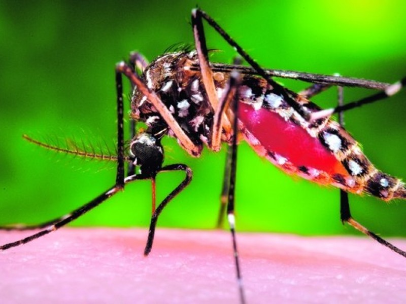 Confirman primer caso de Zika en Guaymas