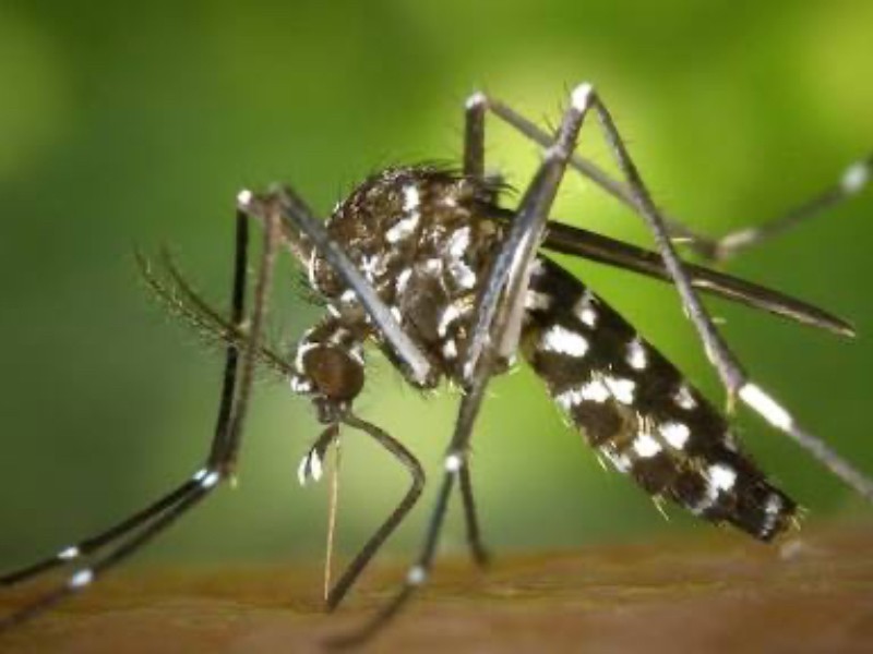 Confirman primerCaso de queretano muerto por dengue