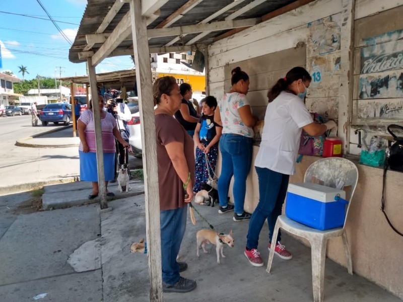 Confirman próxima campaña de vacunación Antirrábica en Tuxpan