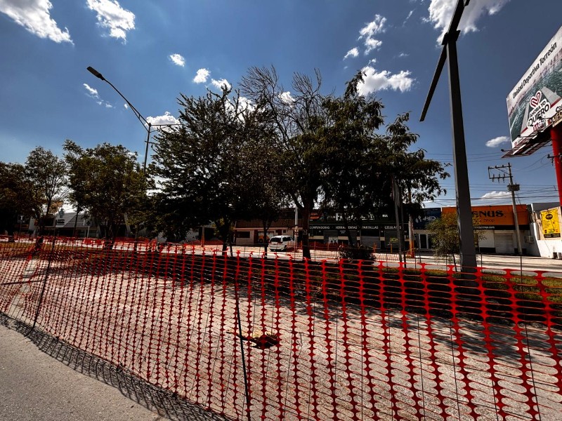 Confirman trasplante de árboles en obras del Vial Independencia-Abastos