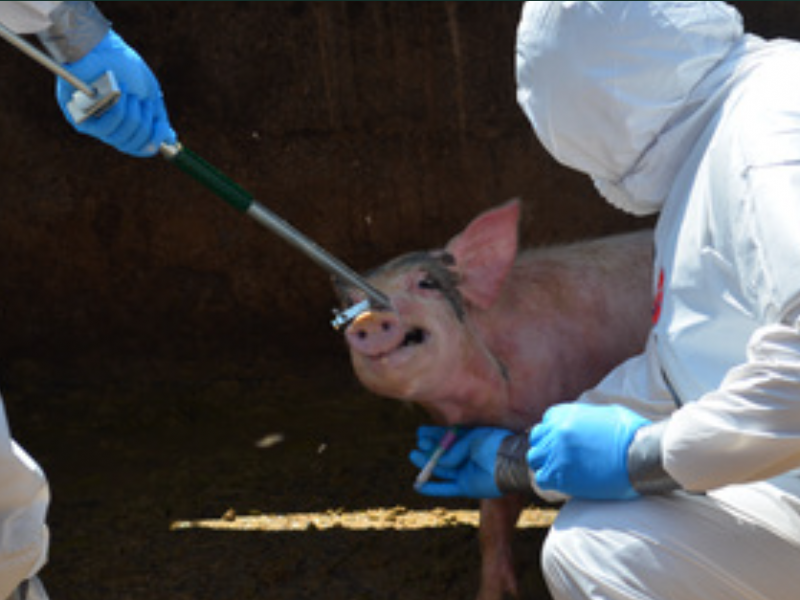 Confirmó SADER causa de muerte en cerdos de Tepic