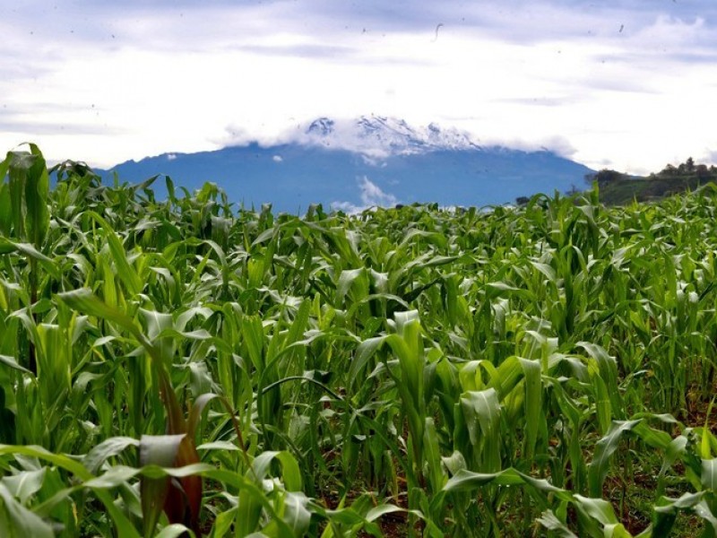 Congreso prohíbe uso de glifosato en campos oaxaqueños