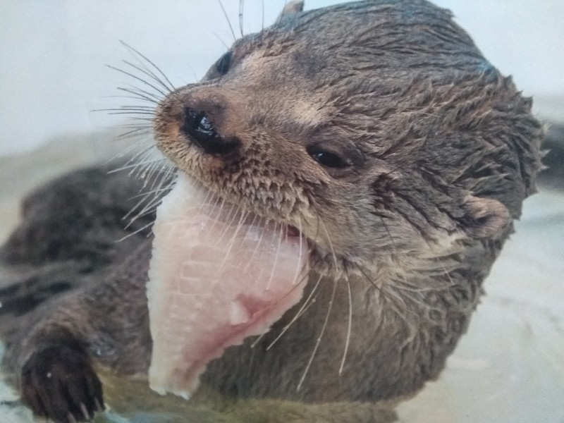 Conmemoran Día Internacional de la Nutria en Veracruz