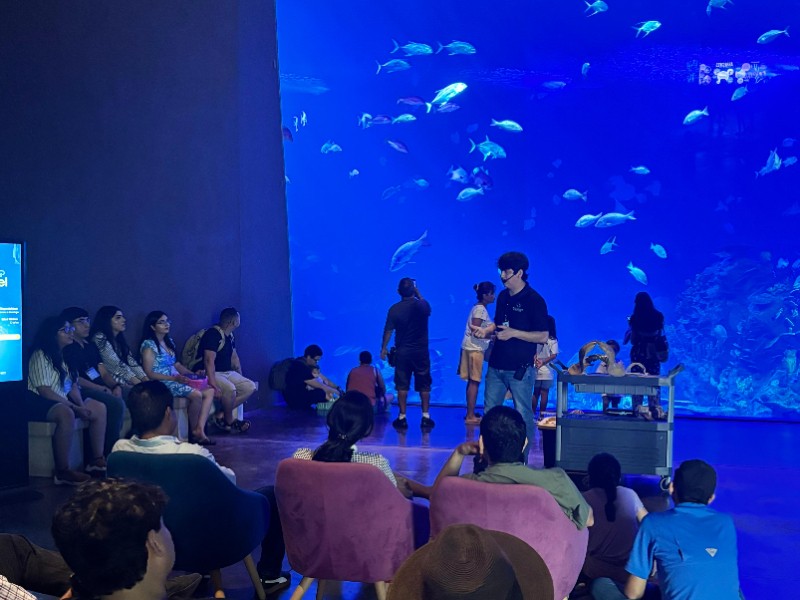 Conmemoran el Día de Concientización sobre los Tiburones