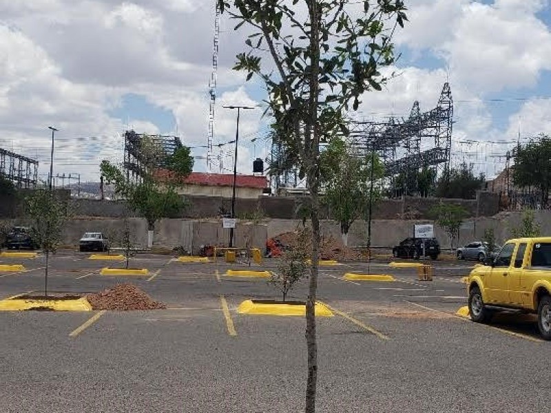 Conmemoran el día del árbol donando plantas nativas de Nogales