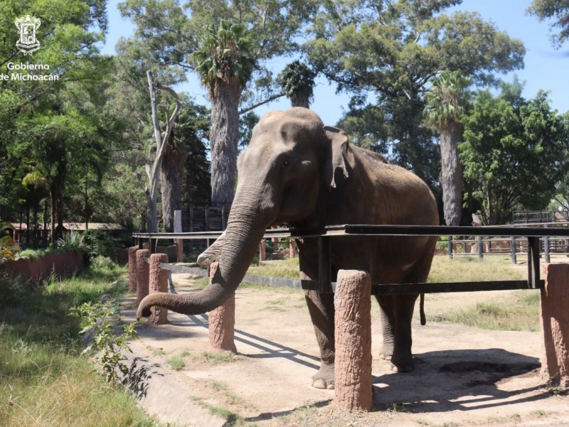 Conoce a Chamberú, el emblemático elefante asiático