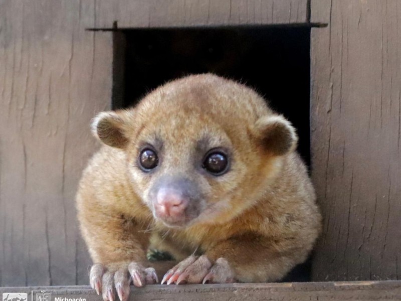 Conoce a la martucha, el mamífero más tierno de México