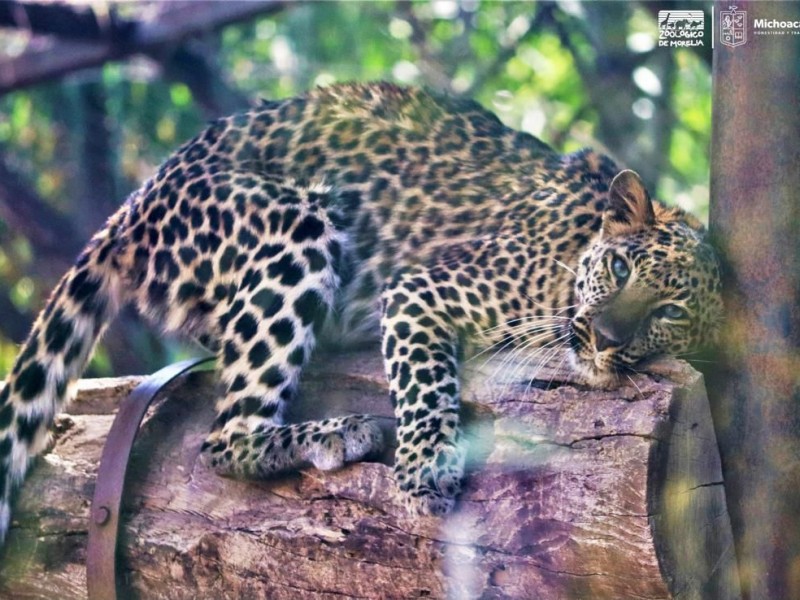 Conoce al Leopardo africano en el Zoológico de Morelia