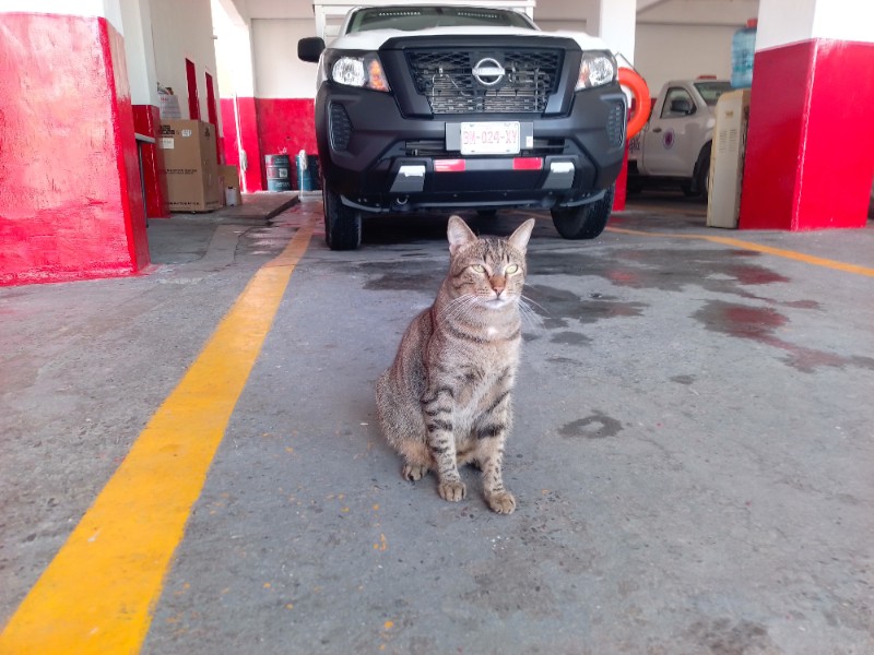 Conoce al michi bombero de la ciudad de Veracruz