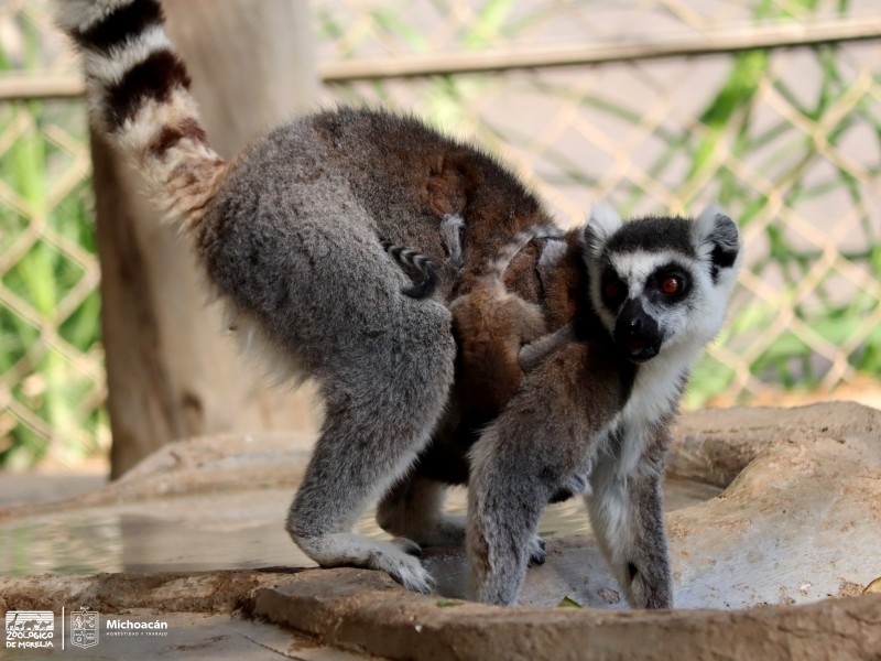 Conoce al simpático rey Julien en el Zoológico de Morelia