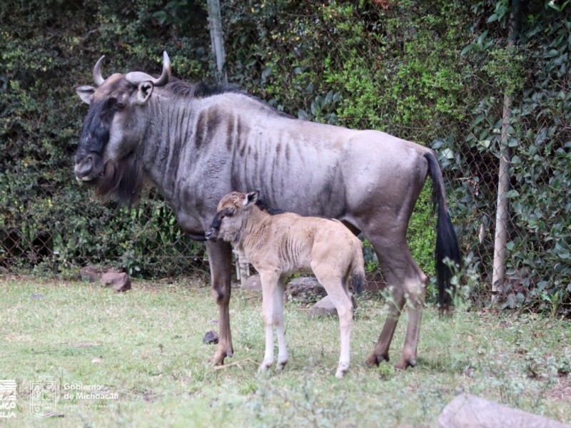 Conoce la nueva cria de Ñu en el Zoo Morelia