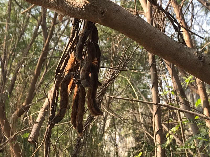 Esta planta provoca comezón en la piel durante los nortes