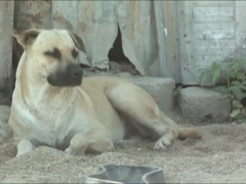 Conoce sobre el comportamiento de los perros