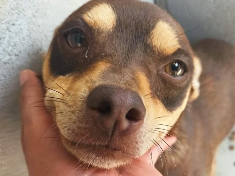 Conscientes en el cuidado de las mascotas