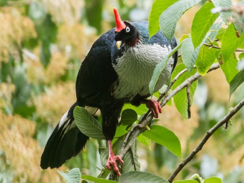 Conservación del pavón es alentadora en la Reserva del Tacaná