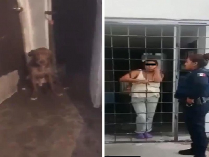 Consumir carne de perro puede ser nocivo