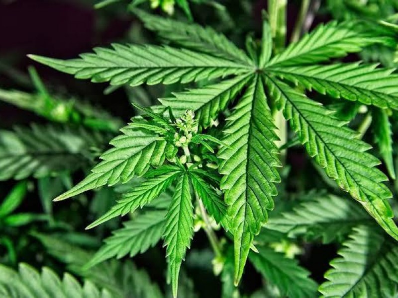 Consumo de Cannabis trae graves daños mentales y físicos