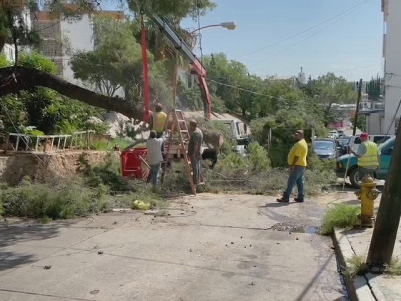 Contabilizan 32 árboles caídos en nueve días por tormentas