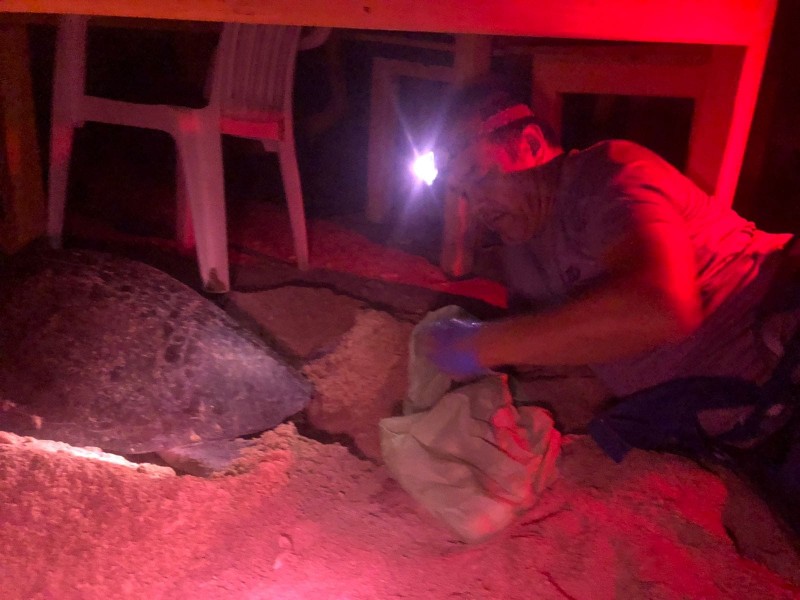 Contabilizan 41 nidos de carey en la Isla de Ixtapa