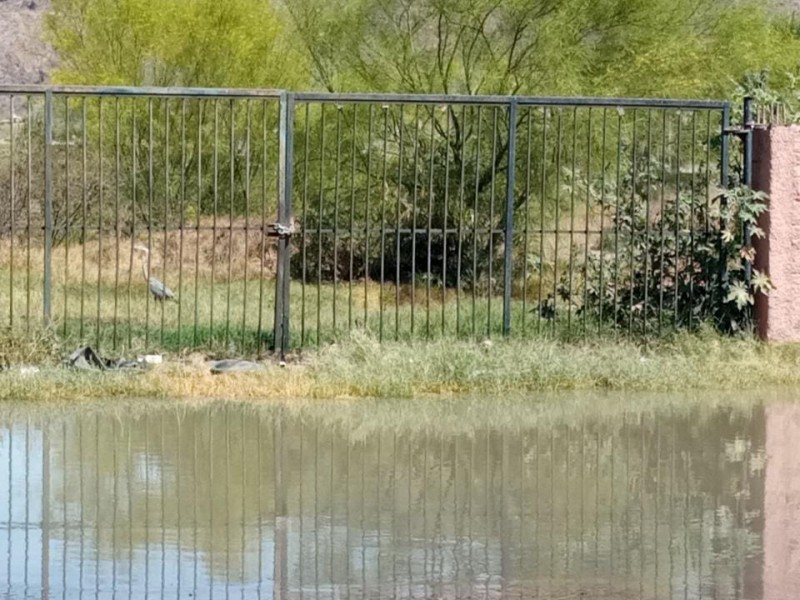 Contamina CEA la bahía con colosal fuga de aguas negras