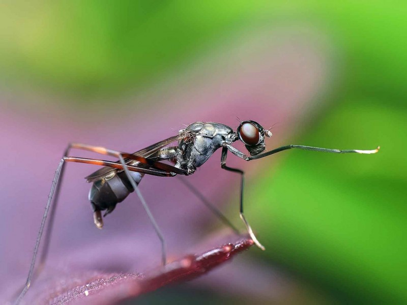 Contaminación atmosférica afecta reproducción de algunos insectos