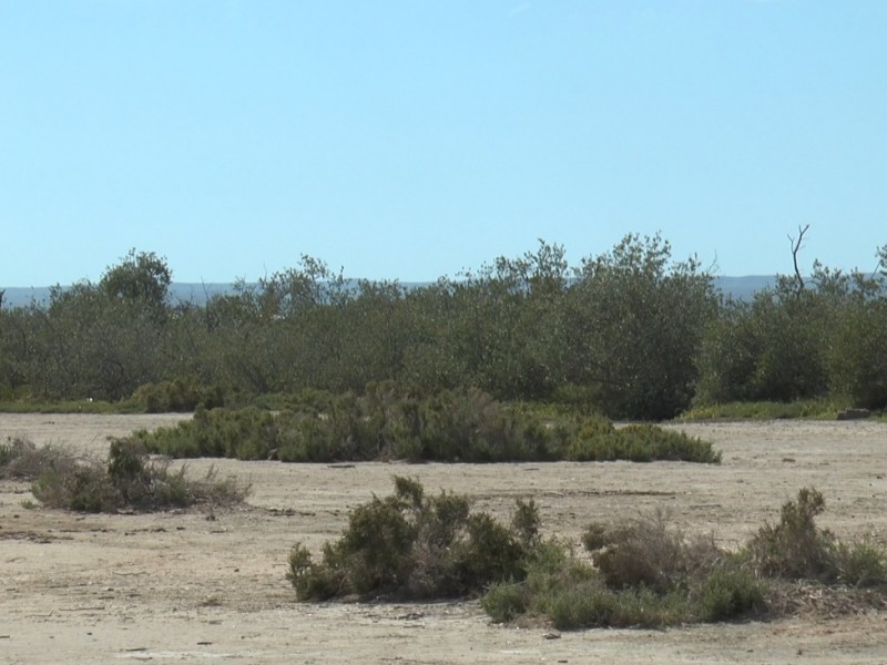 Contaminantes podría generar afectaciones en Manglares